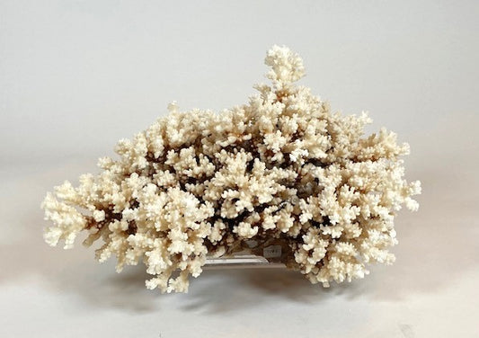 Coral - Brownstem | 7006