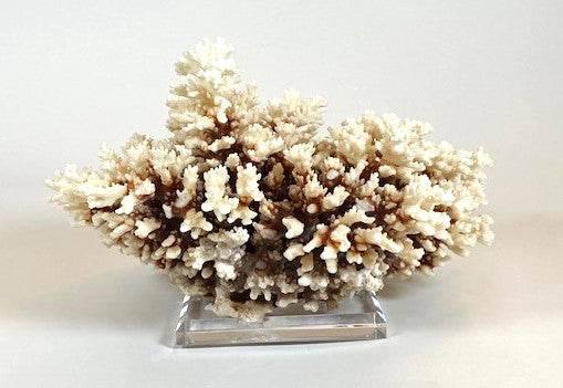 Coral - Brownstem | 7006